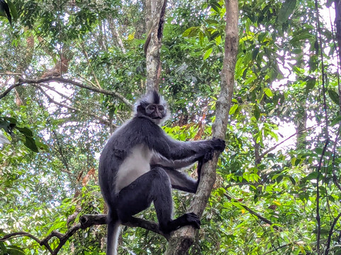 Sumatra Orangutan Explore-武吉拉旺必去景点