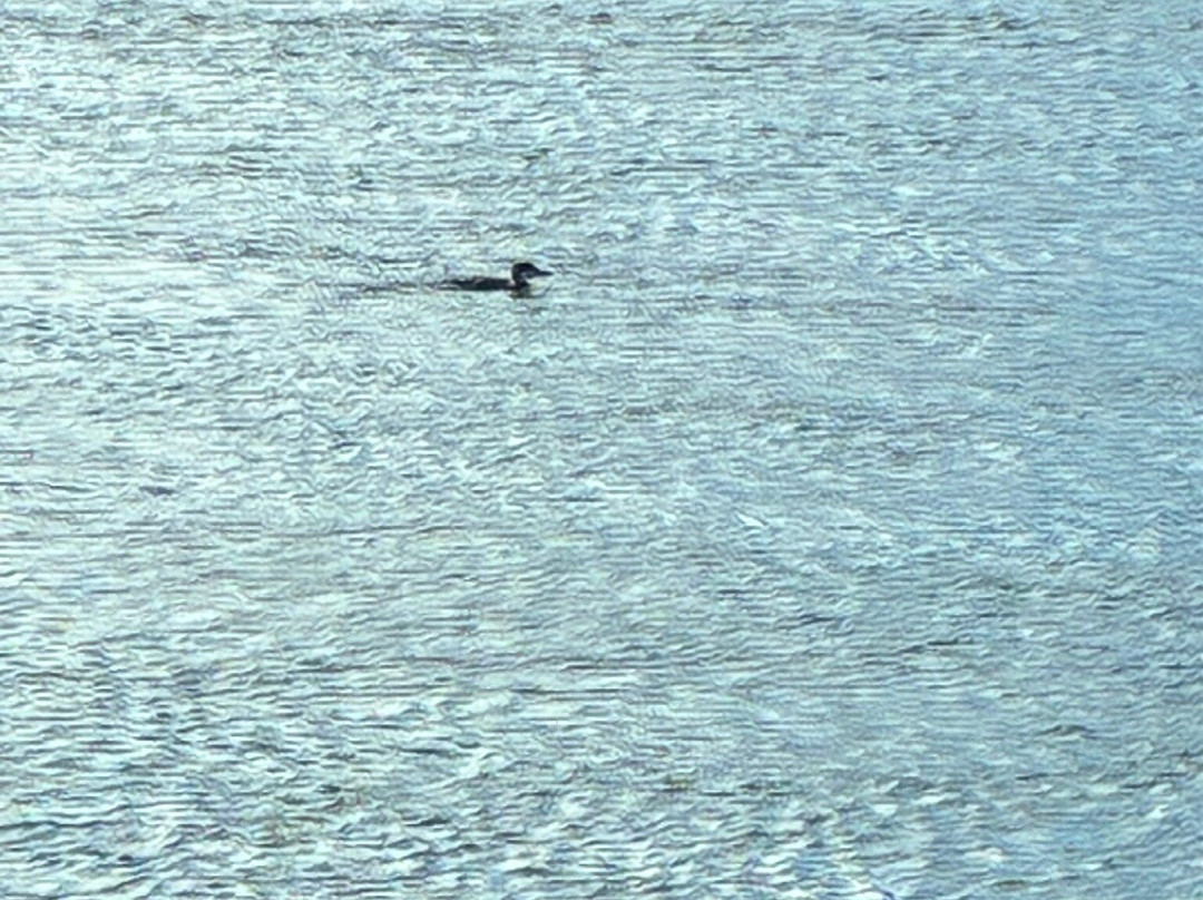 Cape Cod Canal-Buzzards Bay必去景点