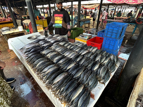 Negombo Fish Market-尼甘布必去景点