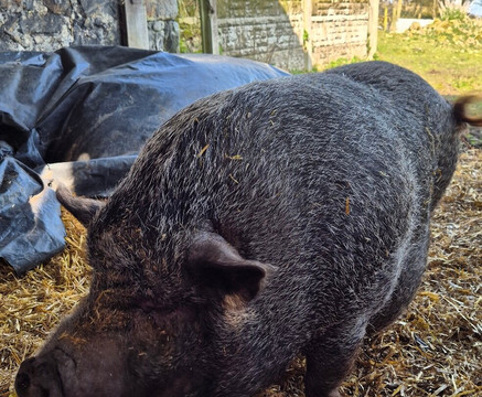 Woolly Experiences Therapy Farm-Mold必去景点
