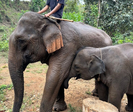 Airavata Elephant Foundation-邦隆必去景点