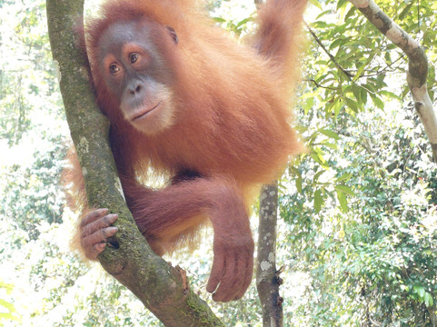 Trekking Orangutan Sumatra-武吉拉旺必去景点