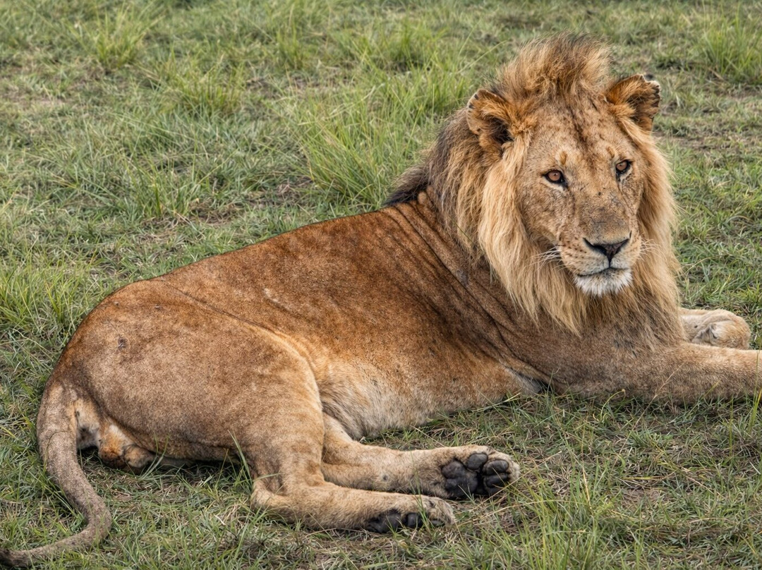 The Olmalaika Trust-Sekenani必去景点