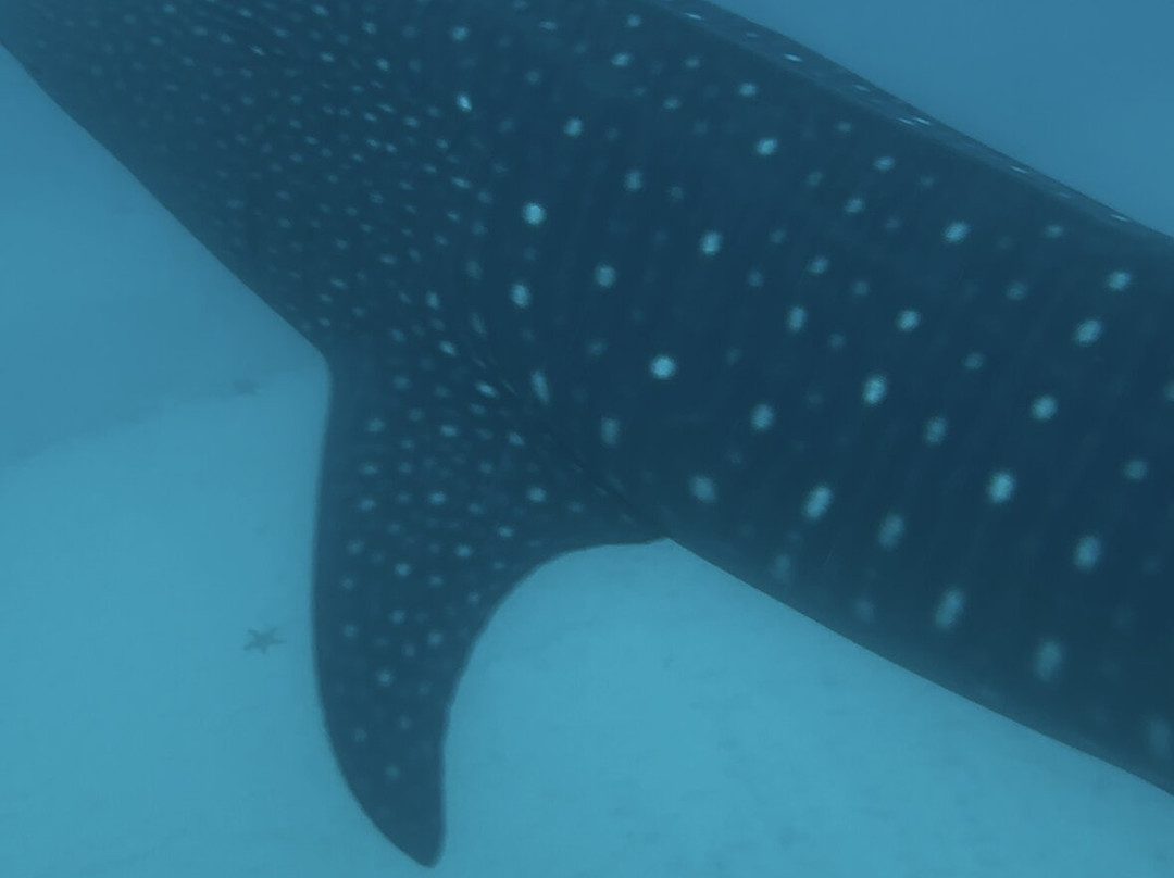 Mafia Whale Shark Tours-Kilindoni必去景点