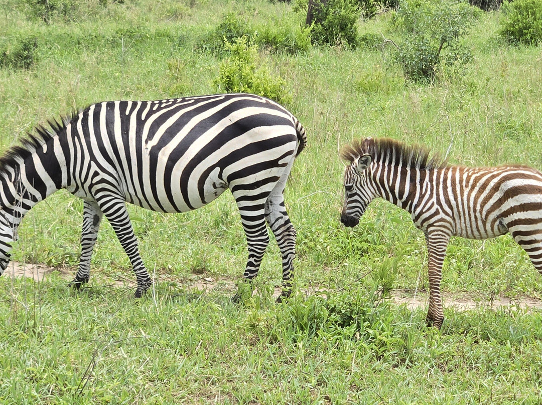 Makasa Tanzania Safaris-莫西必去景点