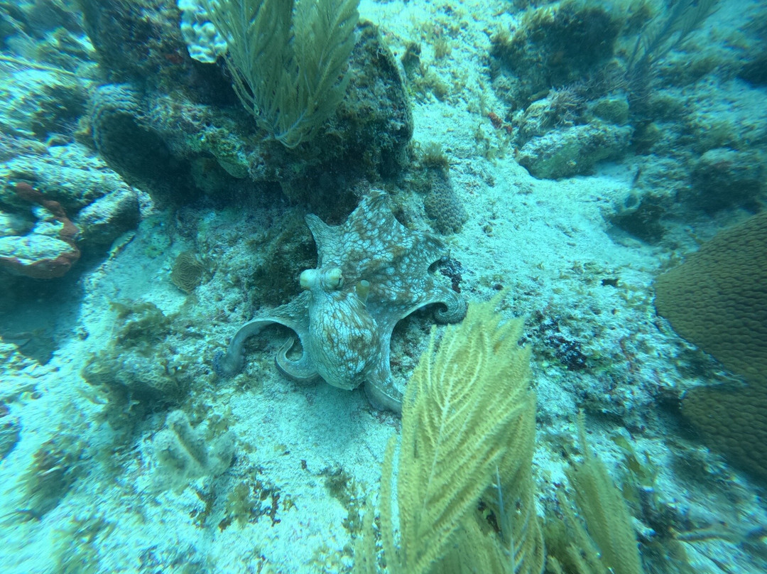 Anda Di Wata Dive School-Providencia Island必去景点