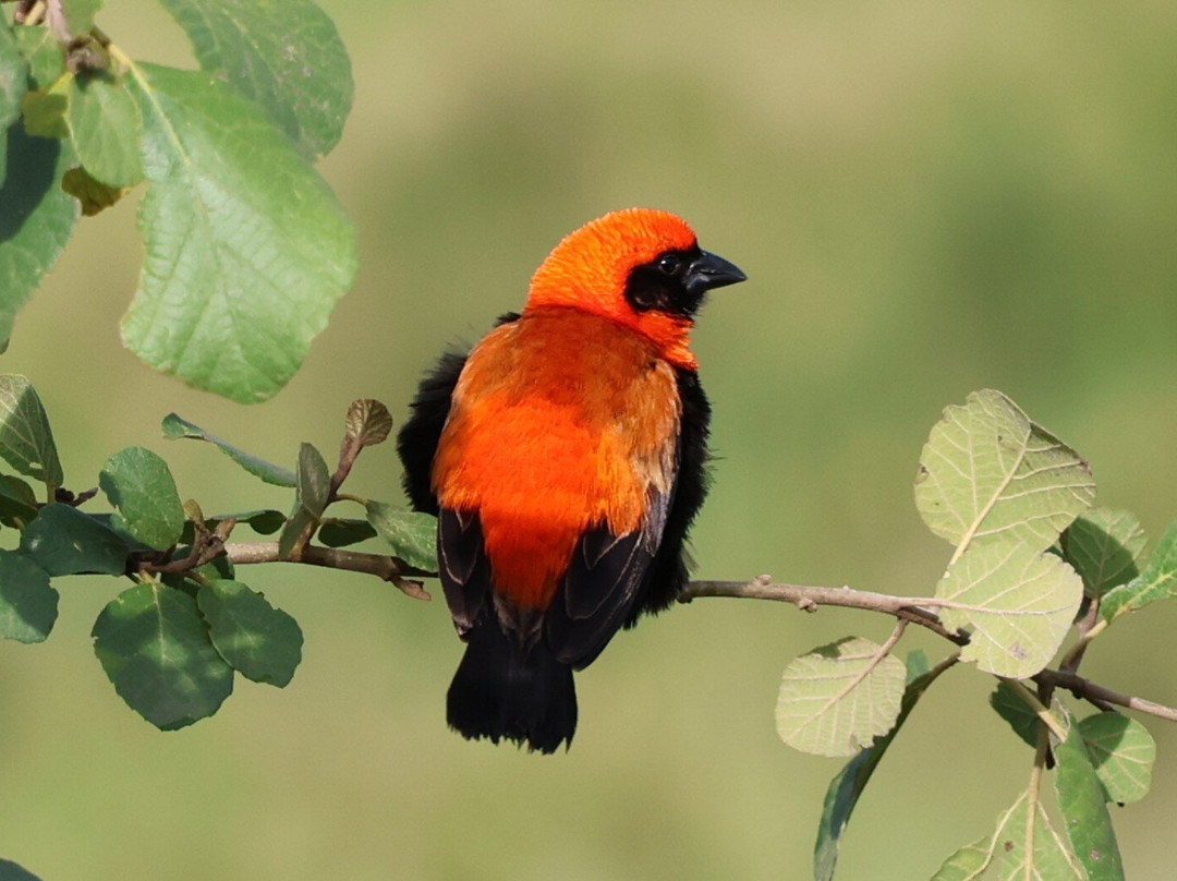 Evergreen Escape Expeditions - Africa-南由基必去景点