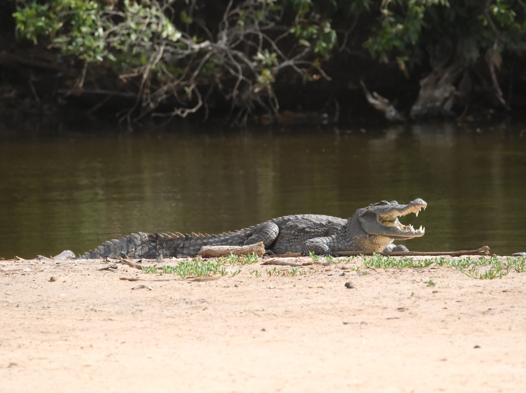 Senegambia Birding-Mandinari必去景点