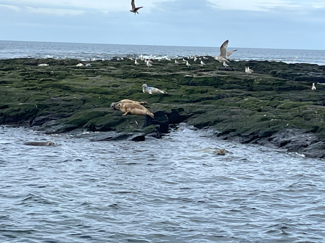 Serenity Farne Island Boat Tours-Seahouses必去景点