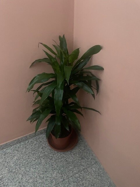 Hotel Villa Flora主图