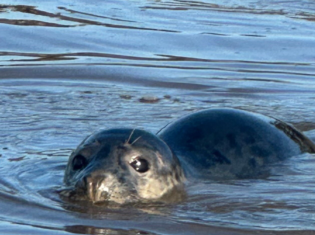 Bishops Boats Seal Trips-布莱克尼必去景点
