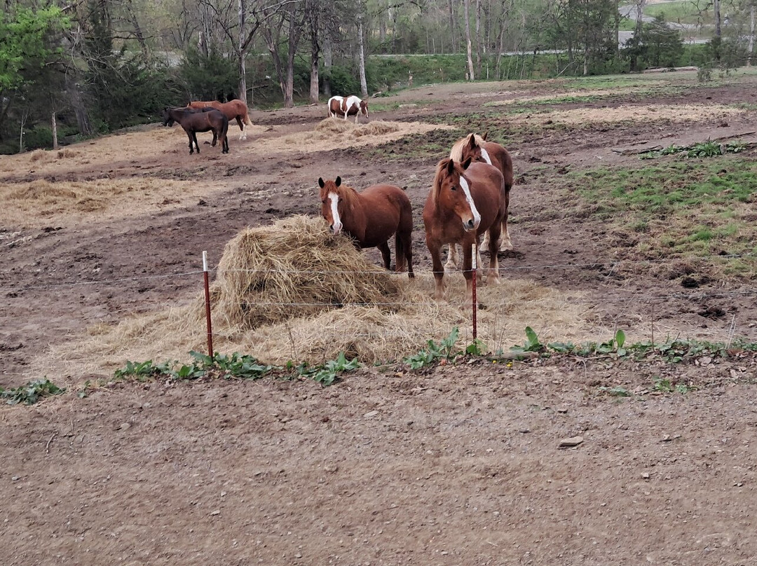 Five Oaks Riding Stables-塞维尔维尔必去景点