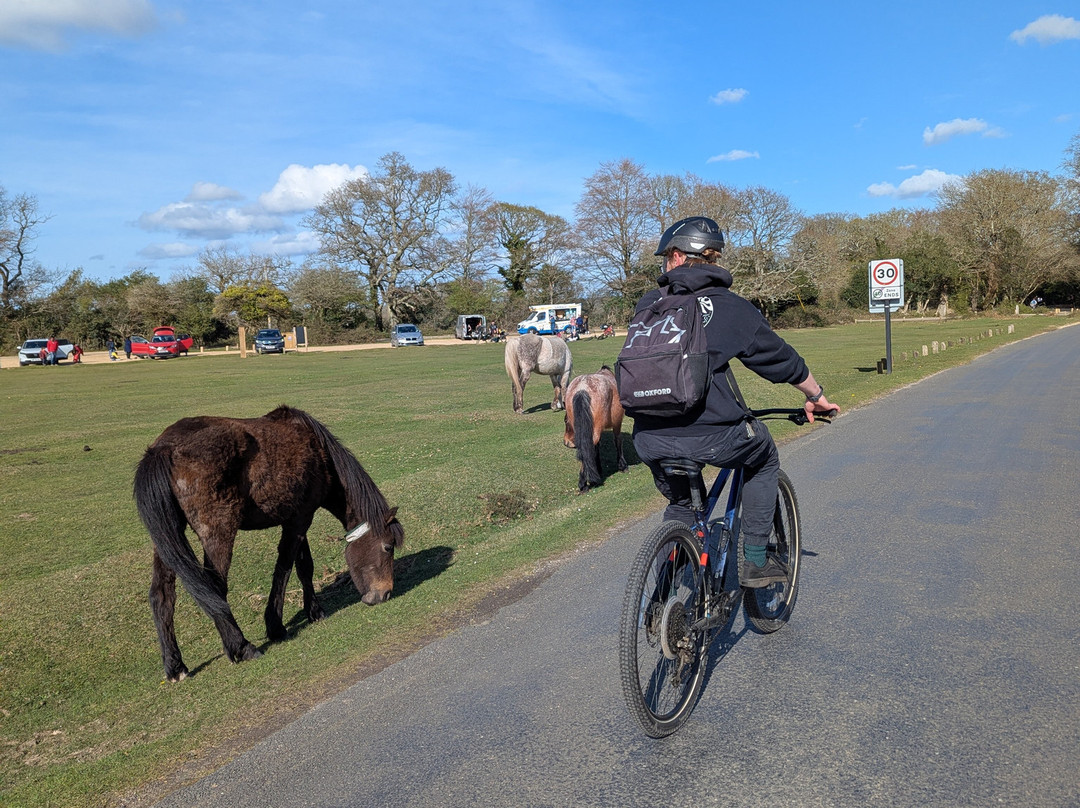 Cyclexperience (new Forest)-Brockenhurst必去景点