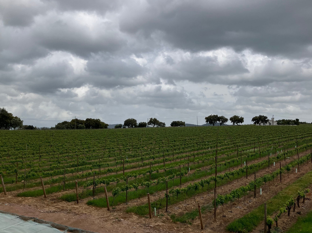 Joao Portugal Ramos Wines-Estremoz必去景点