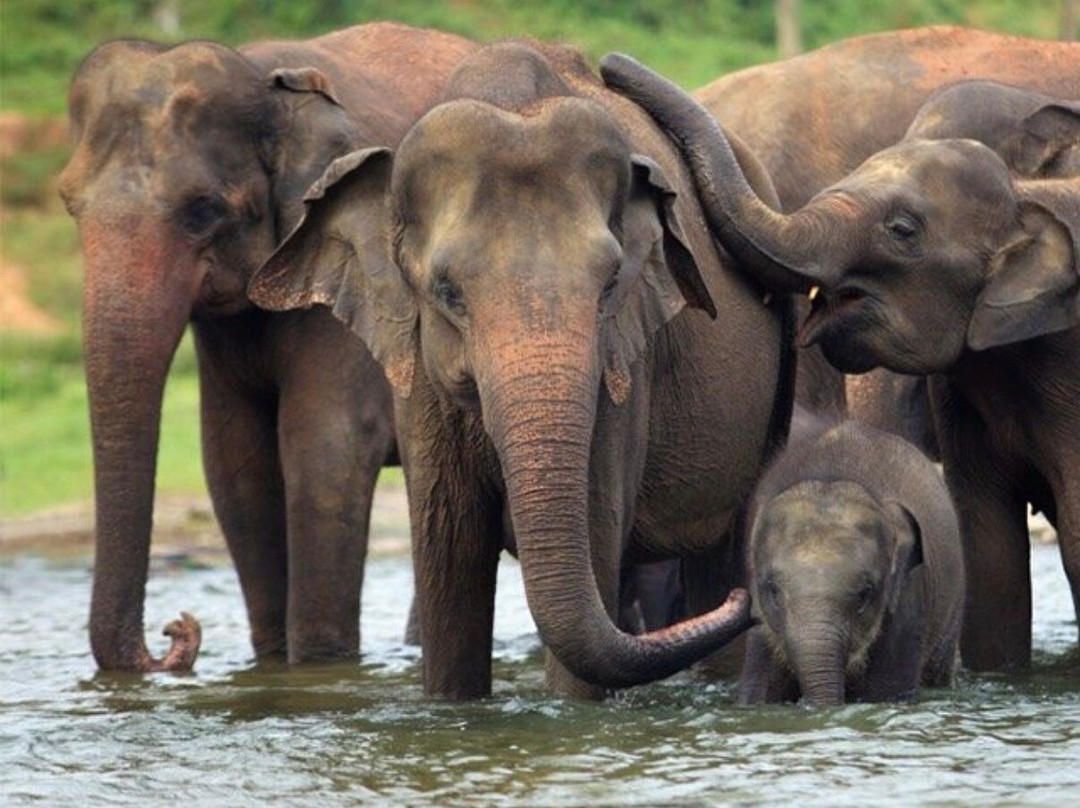 Pon Elephant Thailand-Mae Win必去景点
