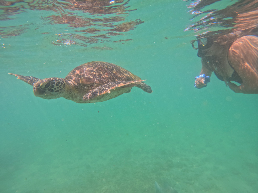 Mirissa Turtle Snorkeling Tours-美蕊沙必去景点