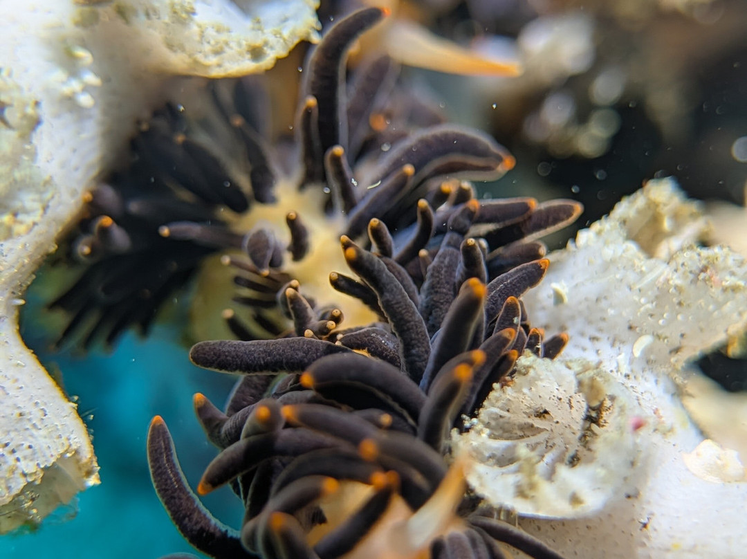 The Three P Beach Resort & Dive Center主图