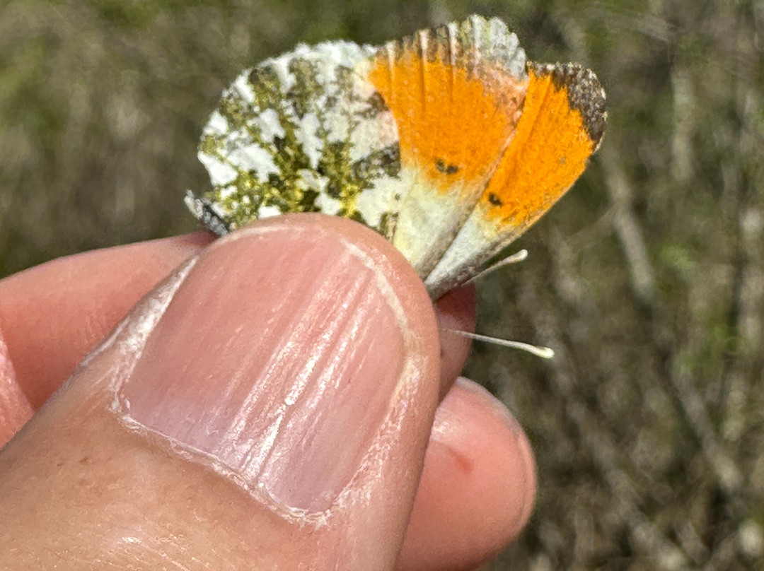 Birding In Italy-Capolona必去景点