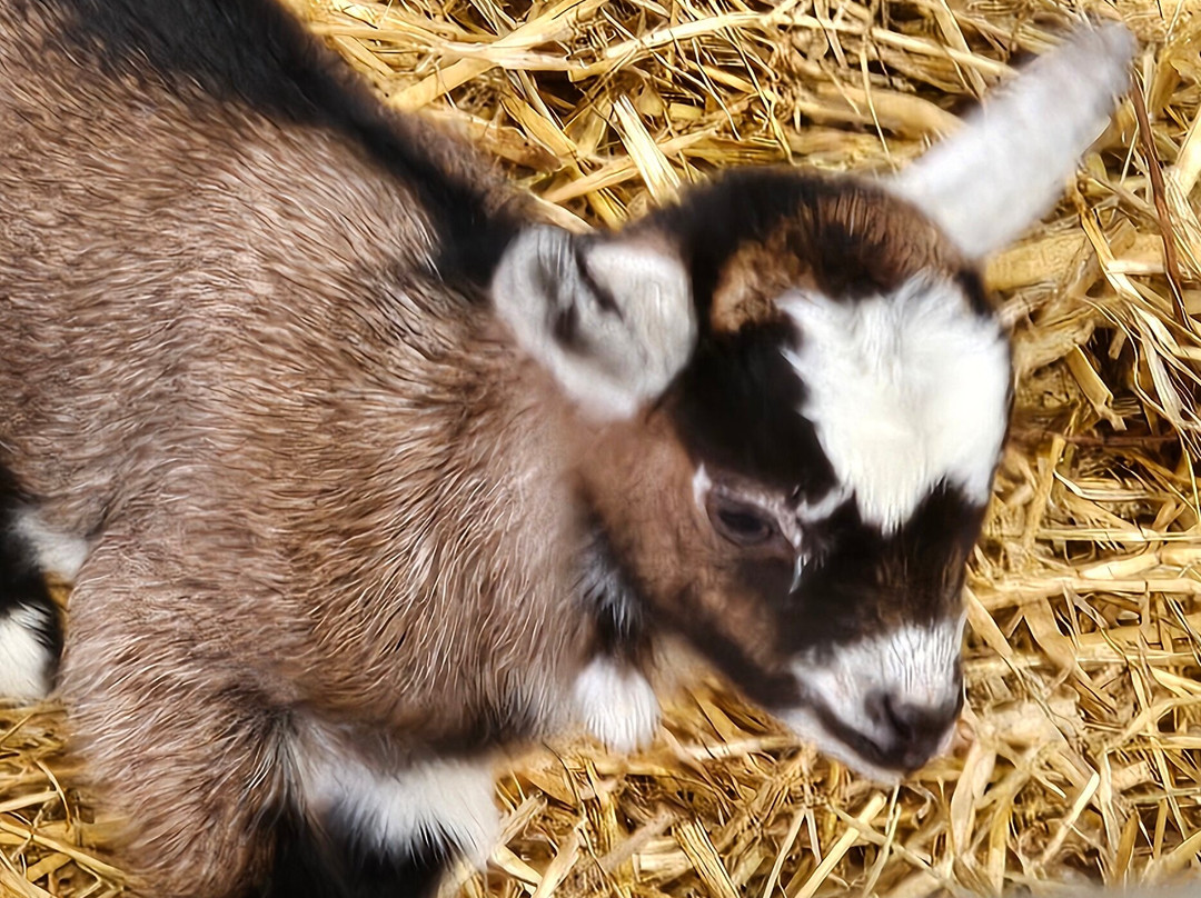 Dalscone Farm Fun-邓弗里斯必去景点