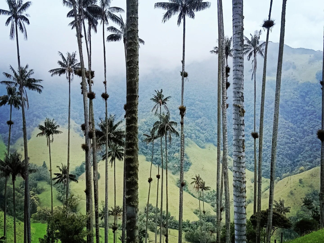 Valle del Cocora-萨伦托必去景点