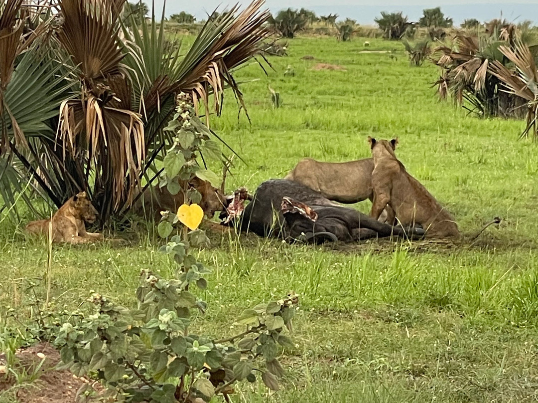 Murchison Falls-Murchison Falls National Park必去景点