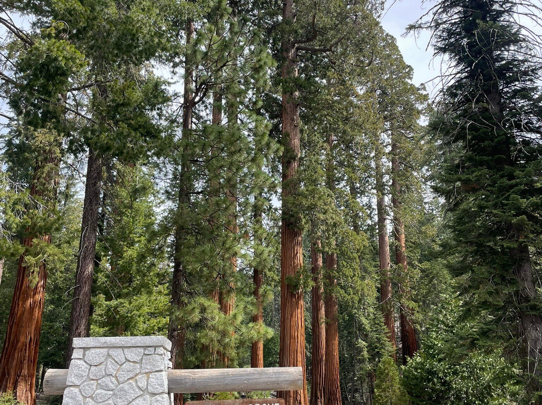 Mariposa Grove of Giant Sequoias-优胜美地国家公园必去景点