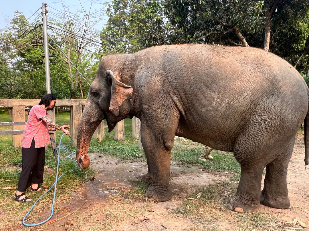 Maerim Elephant Sanctuary-夜林必去景点