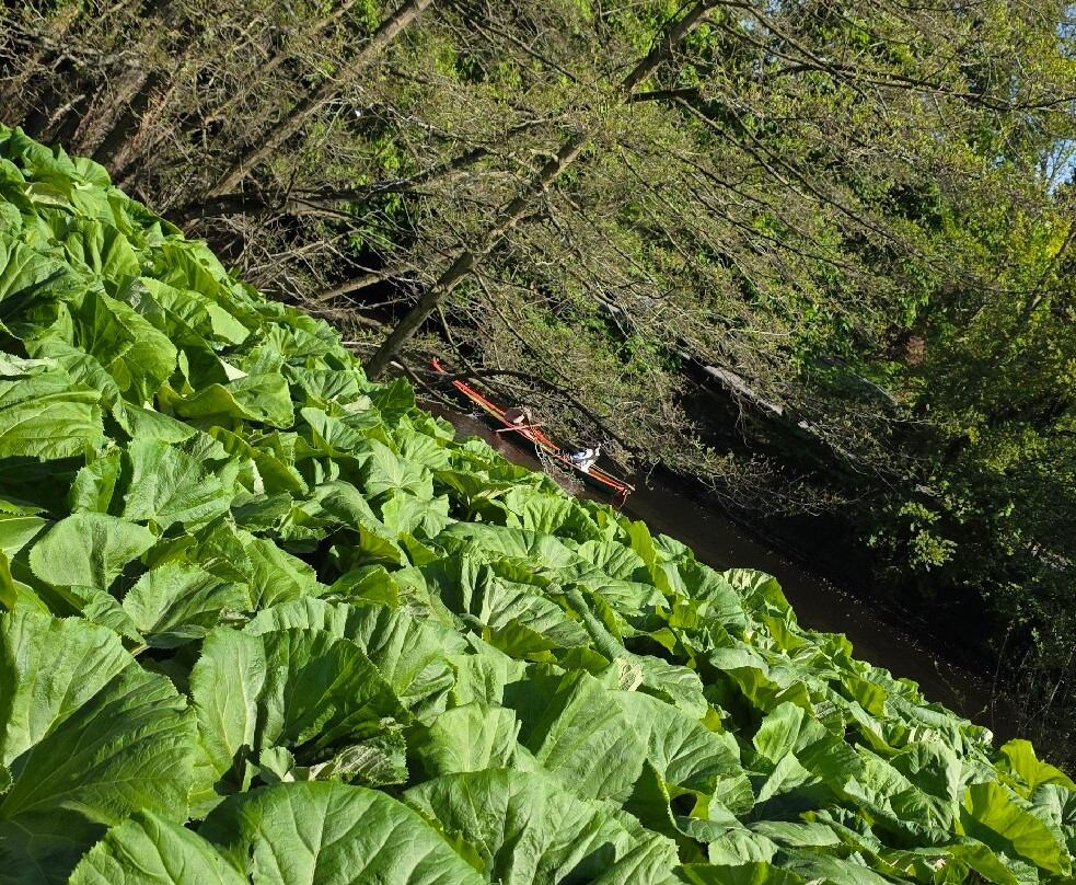 River Nidd Waterside Walk-Knaresborough必去景点