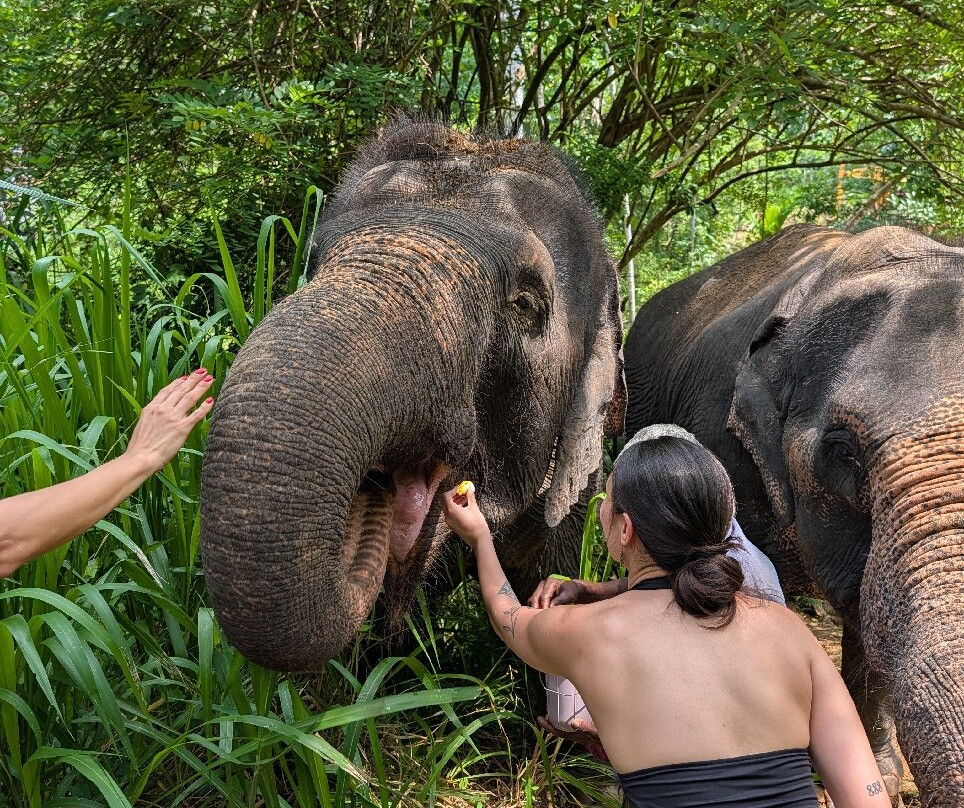 Elephant Freedom Project-凯格勒 必去景点
