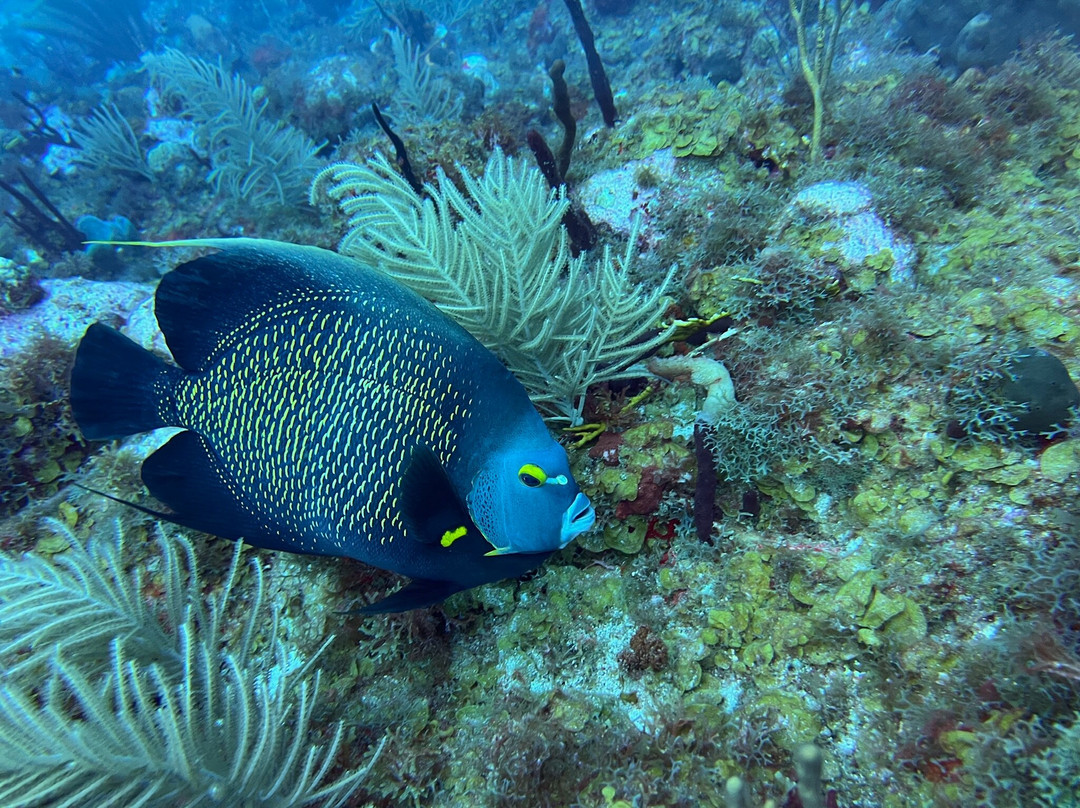 Scubaqua Dive Center-圣尤斯泰希厄斯岛必去景点