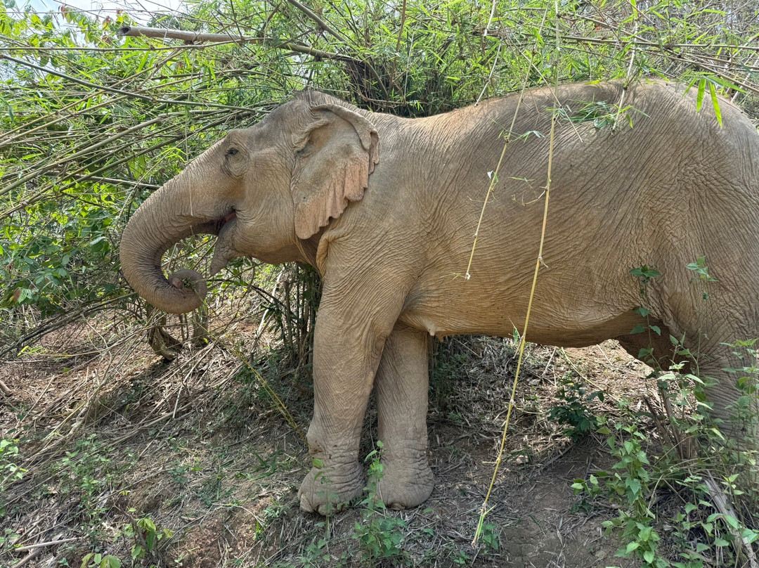 MandaLao Elephant Conservation-琅勃拉邦必去景点