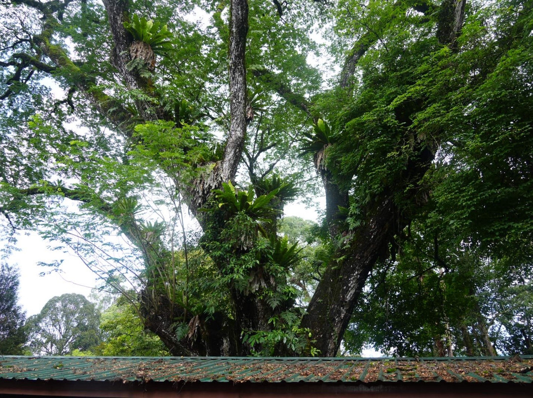 FRIM -Forest Research Institute of Malaysia-八打灵再也必去景点