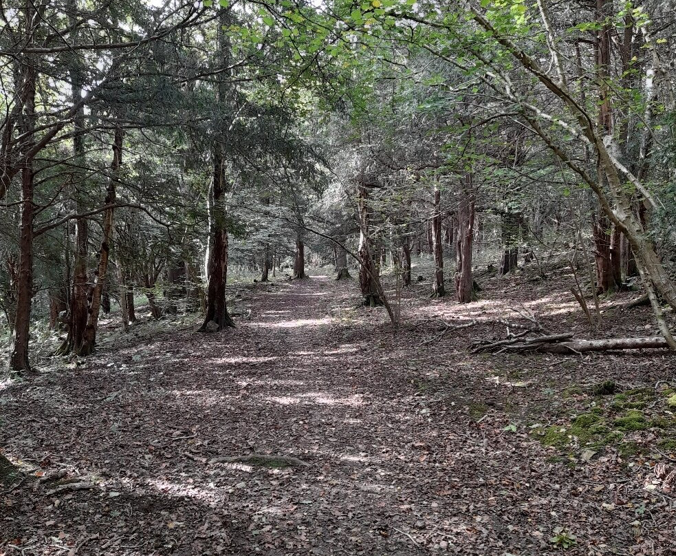Grubbins Wood-Arnside必去景点