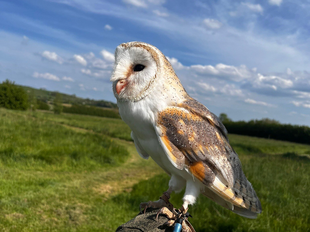 Bird on the Hand Falconry Experiences-Church Langton必去景点