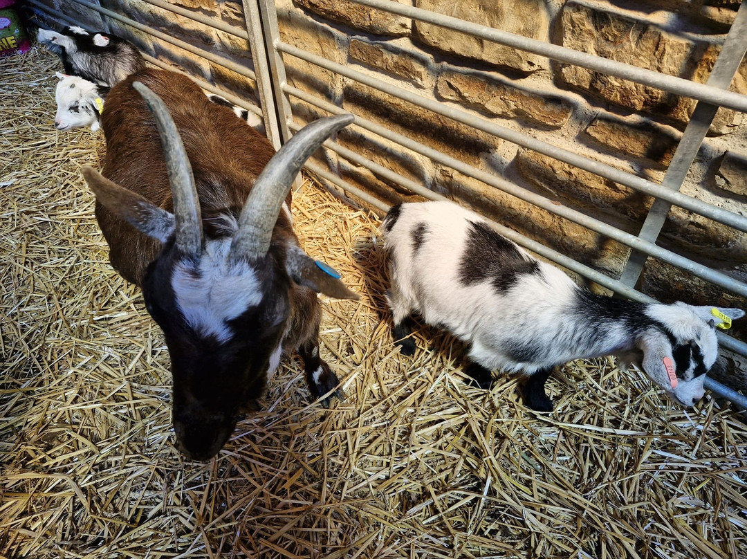 Walking the goats at Lower Coates-巴恩斯利必去景点