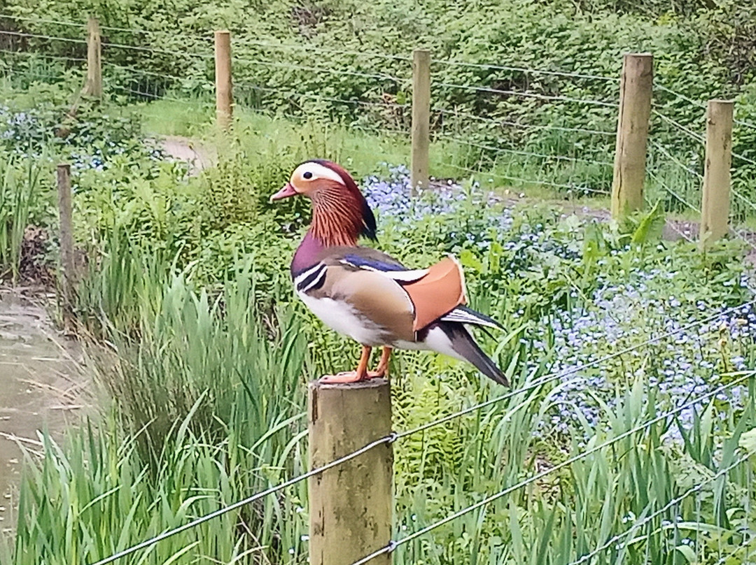 Lindow Common, Wilmslow, Cheshire, Uk