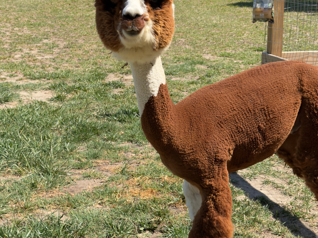 Alpacachino Ranch-Cedar Grove必去景点