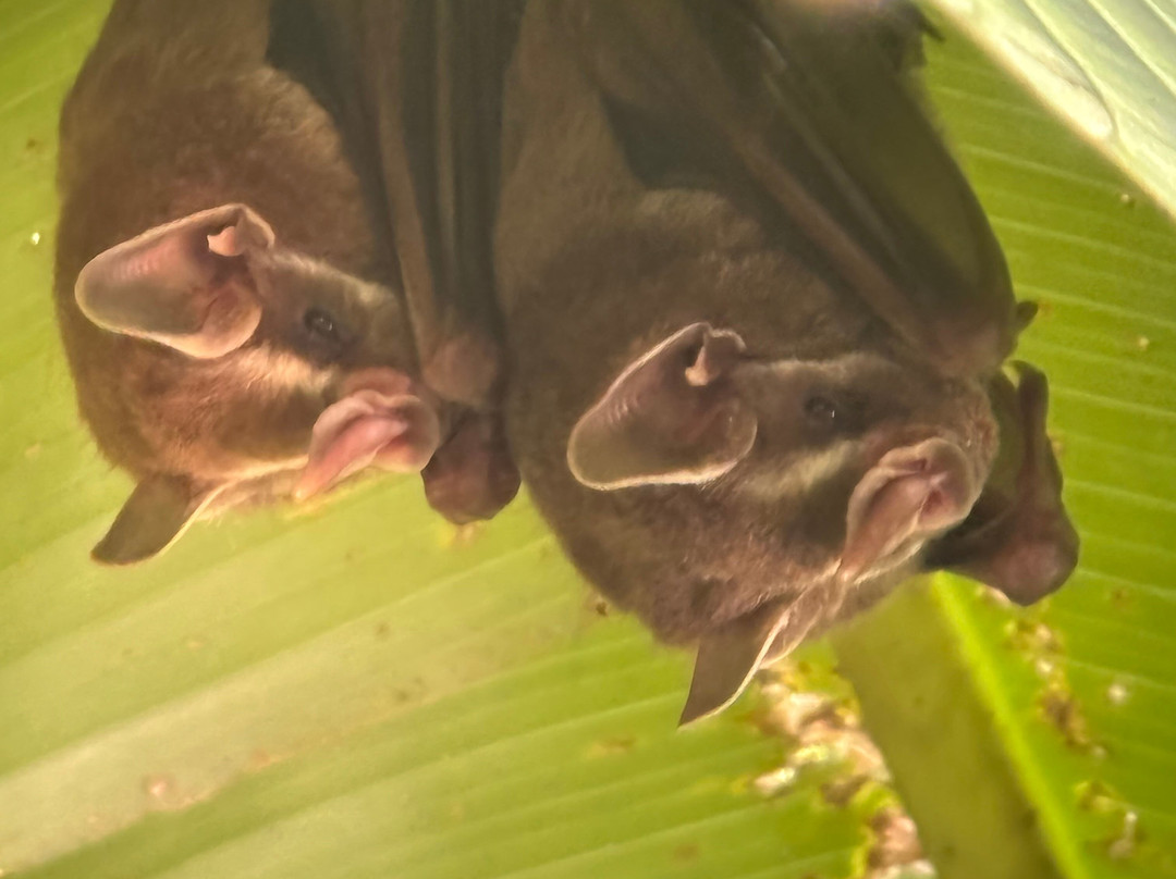SimbiOsa Wild Costa Rica-哥斯达黎加安东尼奥国家公园必去景点