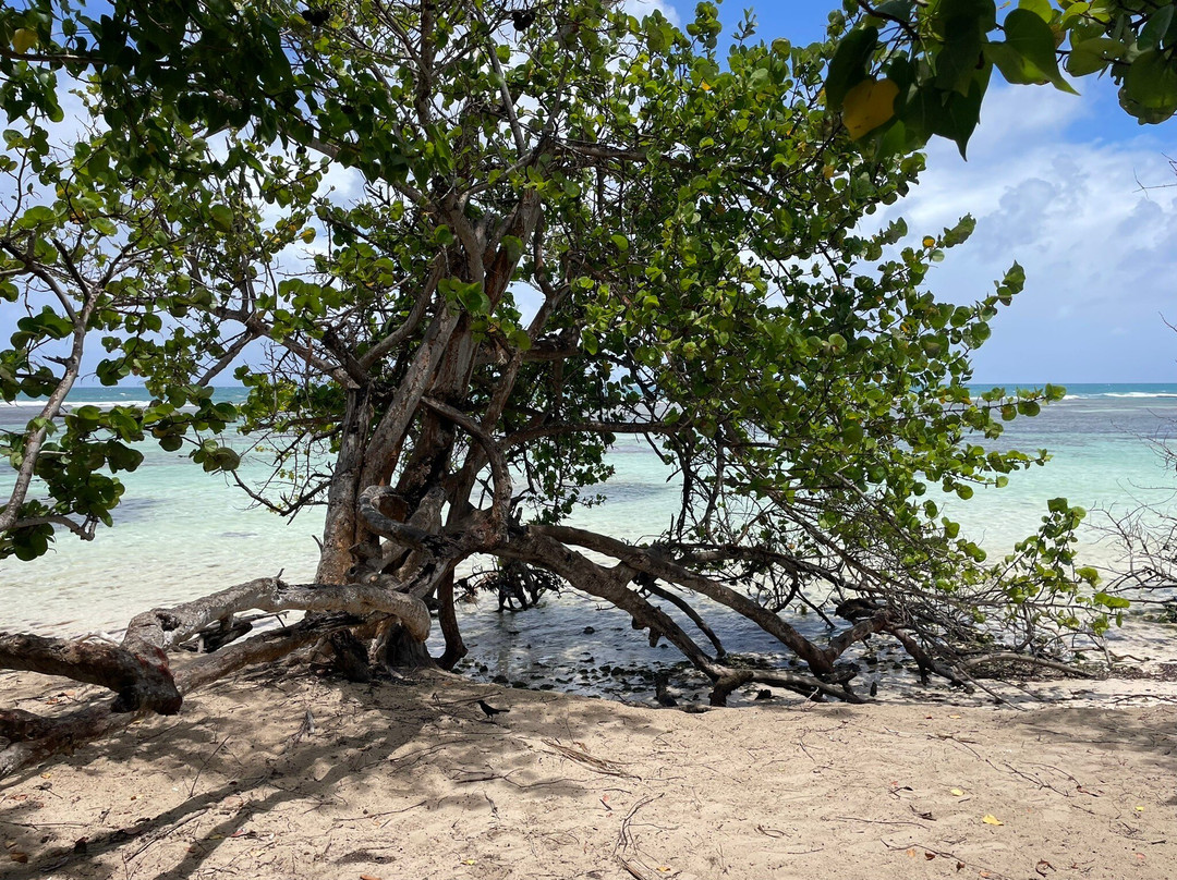 Plage de Bois Jolan-Sainte-Anne必去景点