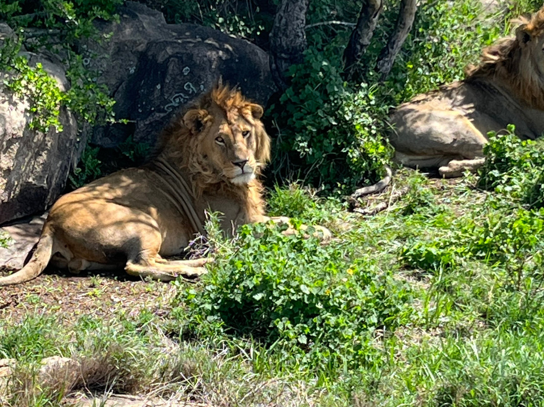Africa Mollel Safaris-阿鲁沙必去景点