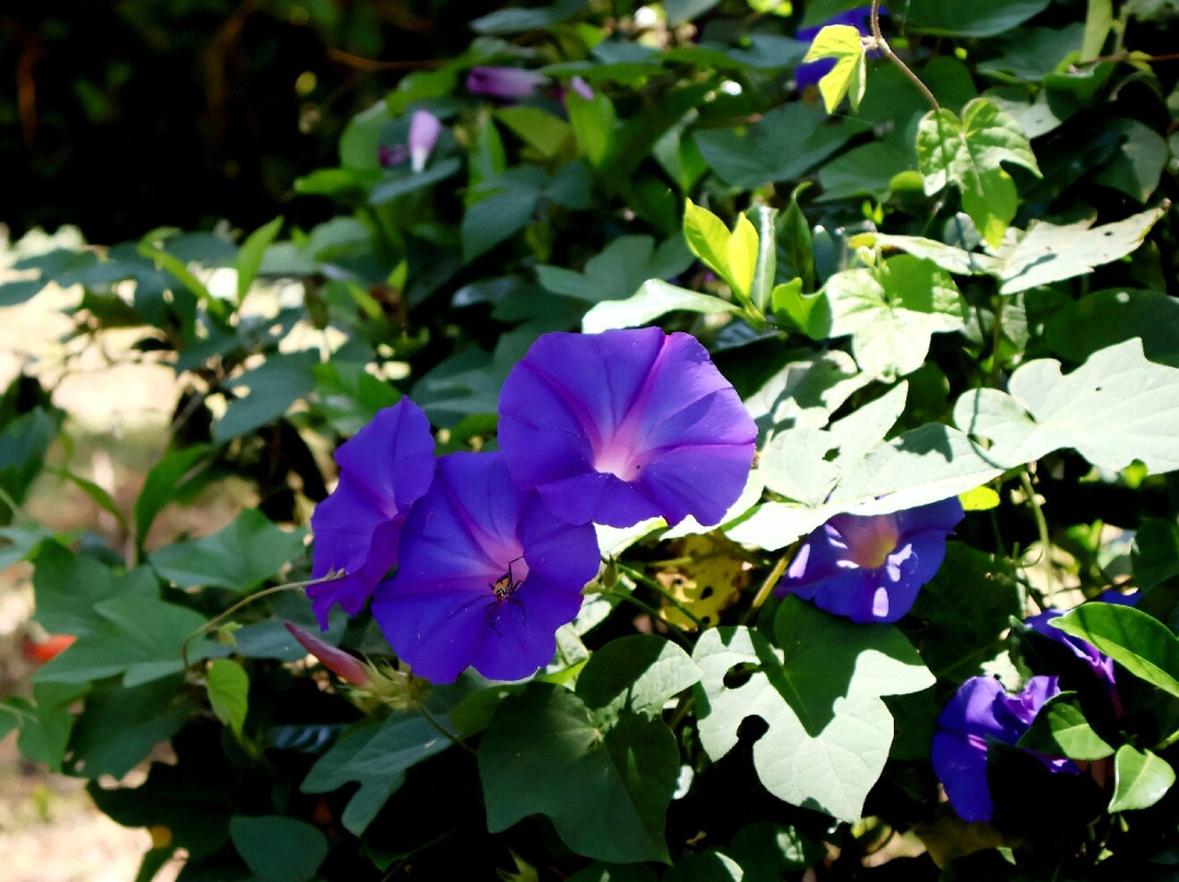 Botanical Gardens Entebbe-恩德培必去景点