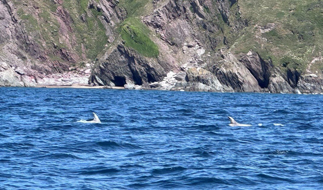 Dragonfly Adventures-Noss Mayo必去景点