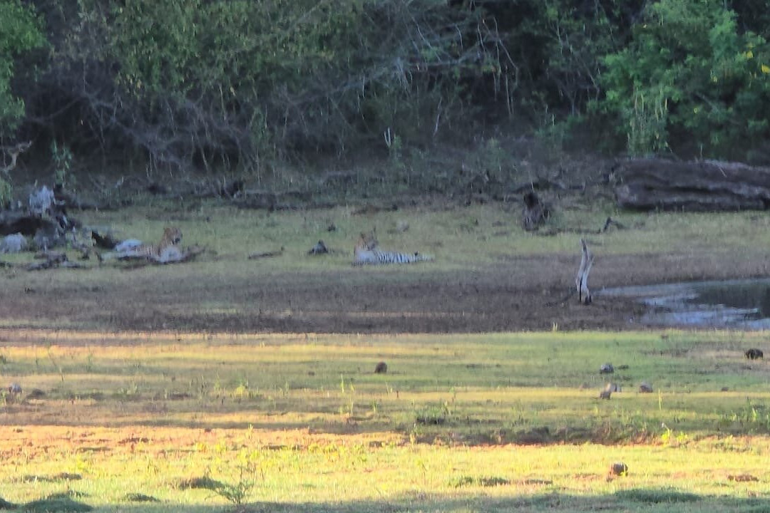 Yala Safari With Tharindu Gihan-蒂瑟默哈拉默必去景点