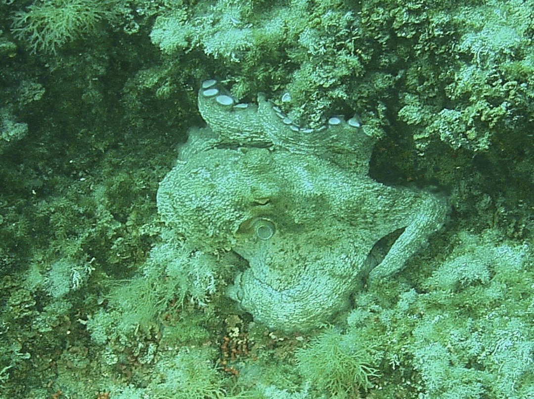 East Coast Divers Mallorca-Portocolom必去景点