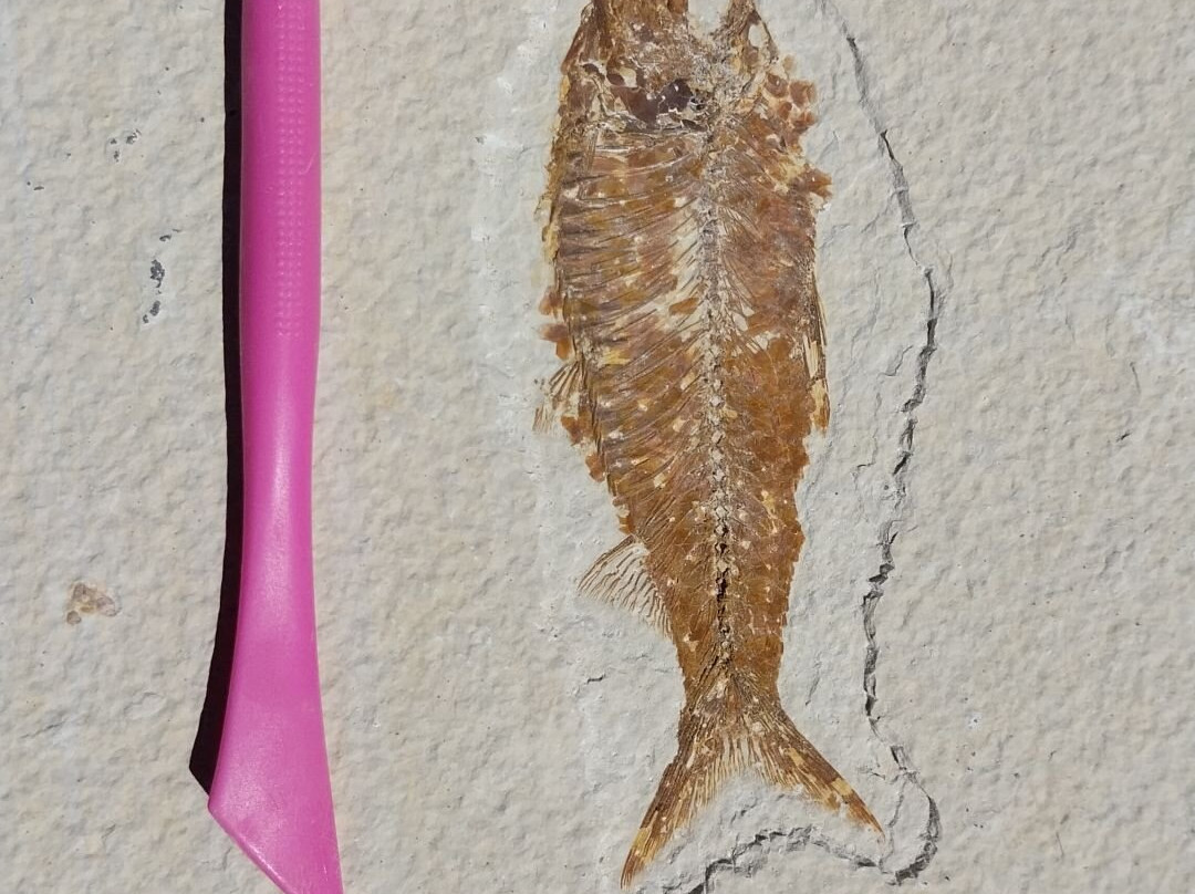 Fossil Lake Safari By Fossilera Adventures-Kemmerer必去景点