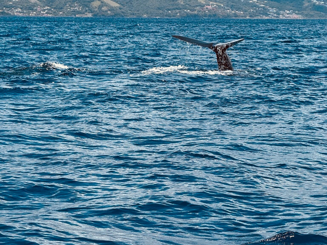 Dominica Water Tours-Scotts Head必去景点