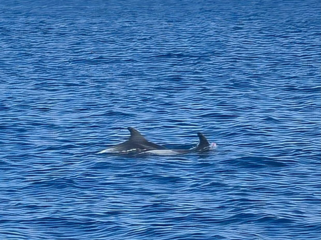 Jonian Dolphin Conservation-塔兰托必去景点