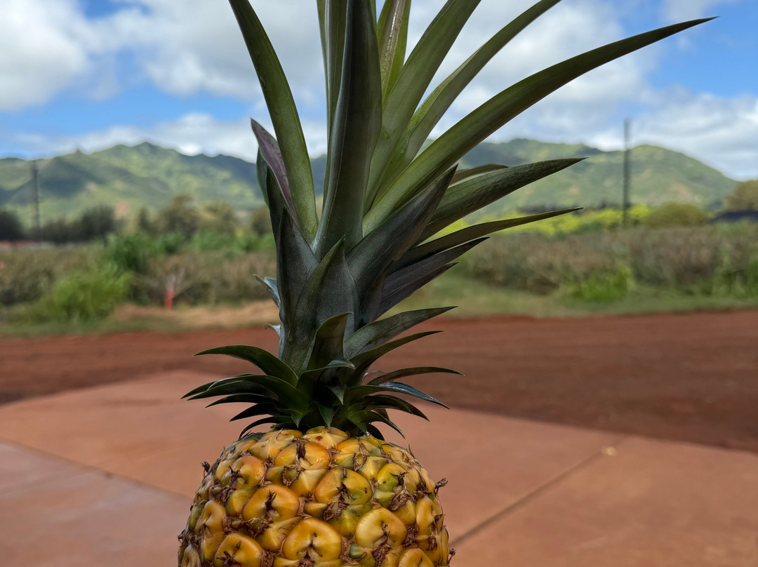 Sugarloaf Pineapple Farm-基拉韦厄必去景点