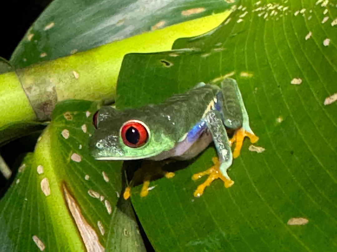 Tuanis Tour Tortuguero-托图杰多必去景点