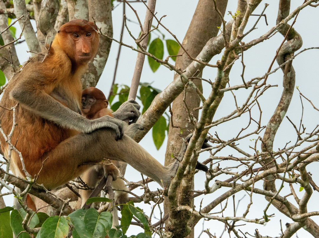 Orangutan tour - Varada Borneo-Pangkalan Bun必去景点